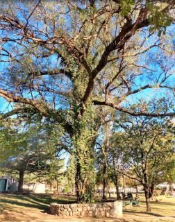 árbol en Plaza Manuel Belgrano Villa Carlos Paz