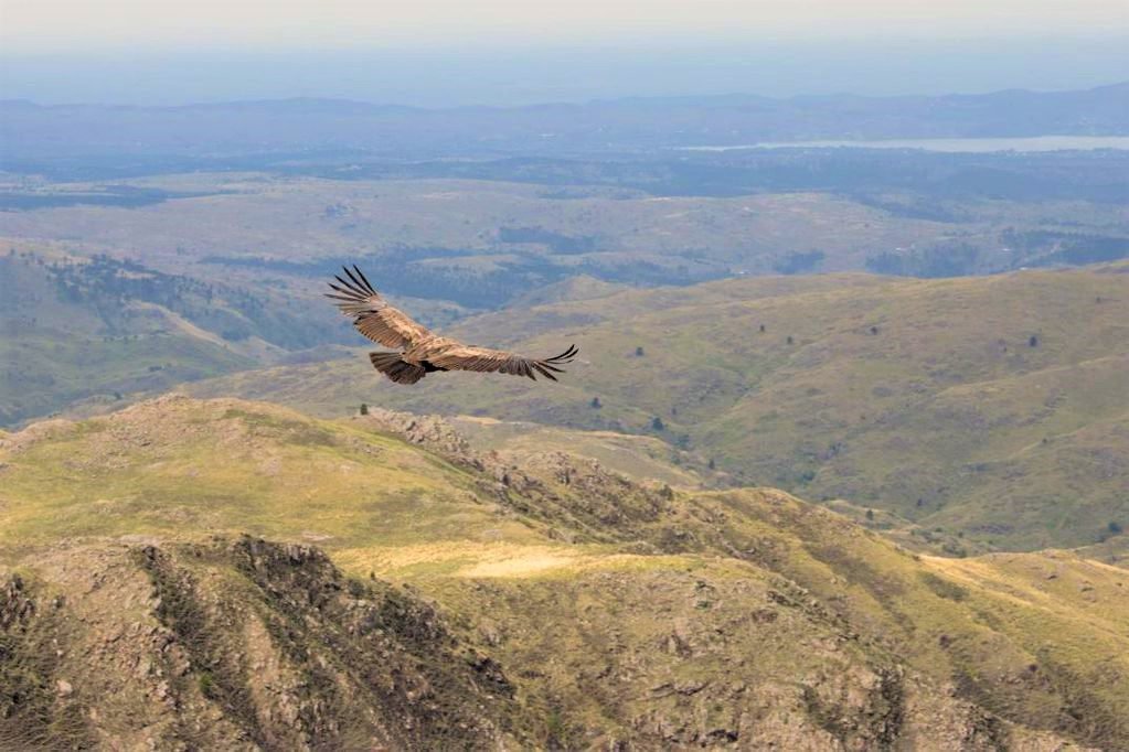 cóndor parque nacional quebrada del condorito cordoba