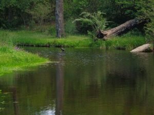 Cueva De Los Pajaritos.